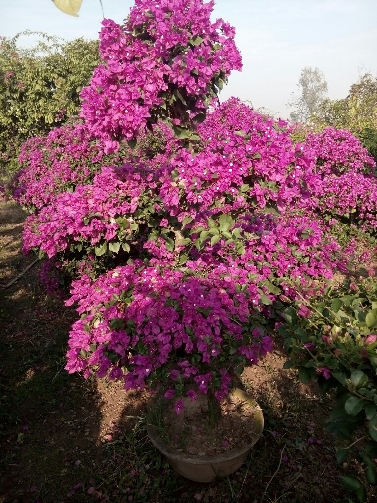 Bảo vệ hoa giấy khỏi sâu bệnh