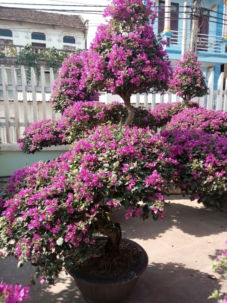 Cây thông trang trí Noel