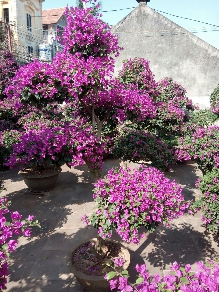 Hoa Giấy Thái Lan