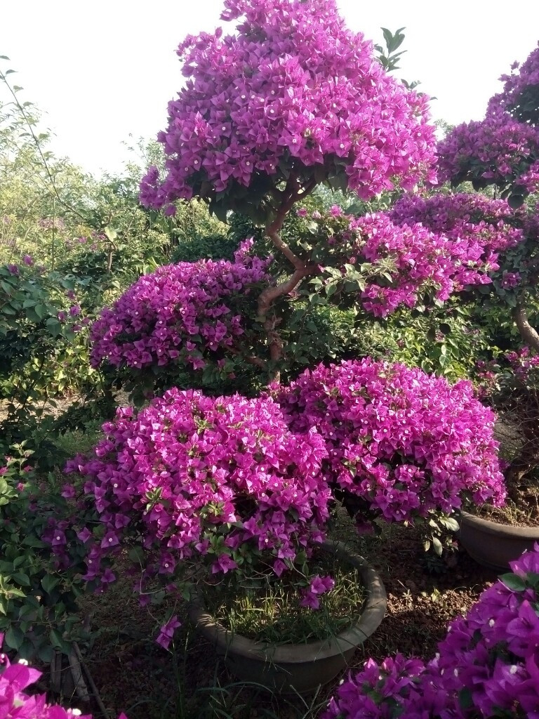 Chăm sóc hoa giấy leo tường