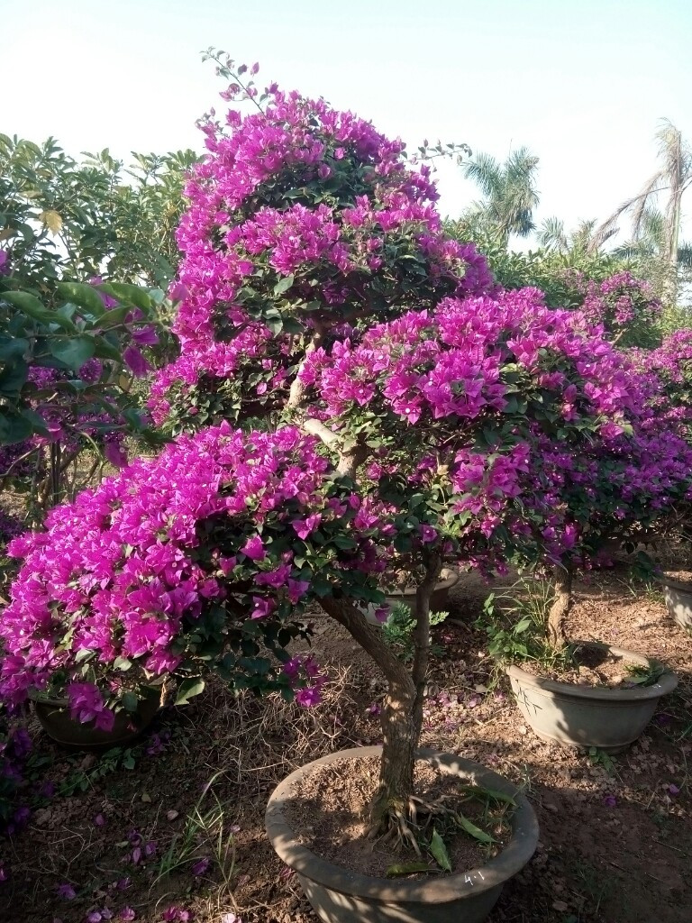 Cây trang trí Noel