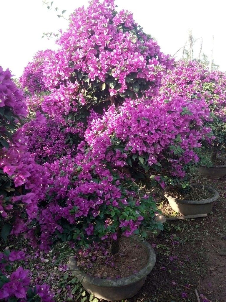 Hoa giấy trang trí Noel