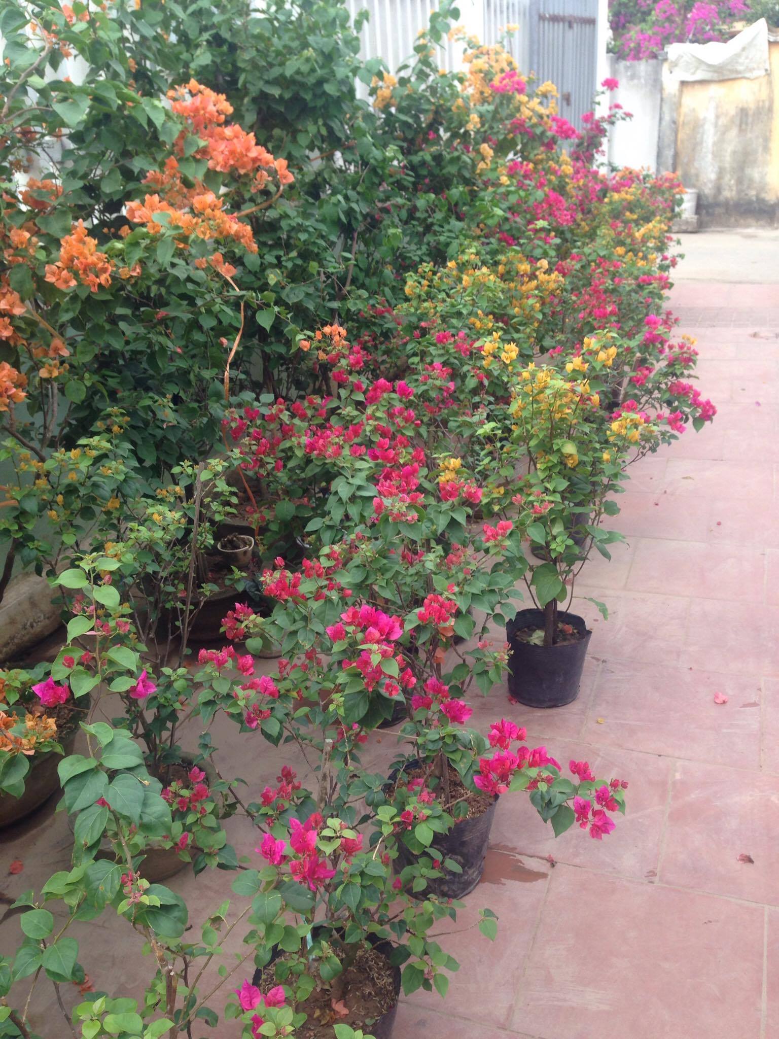 Cây rau má và cỏ nhung Nhật