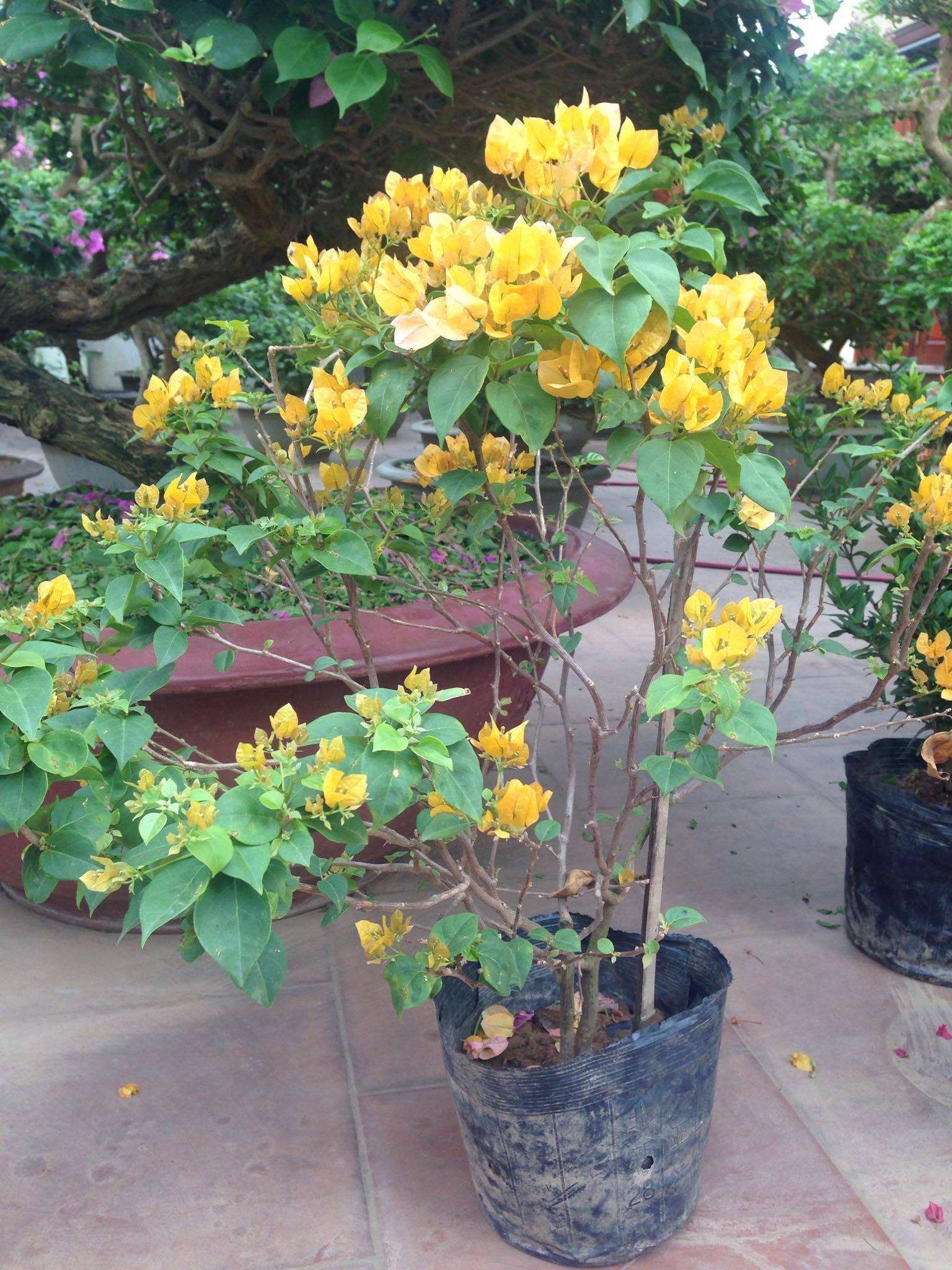 Hoa giấy trong nghệ thuật truyền thống