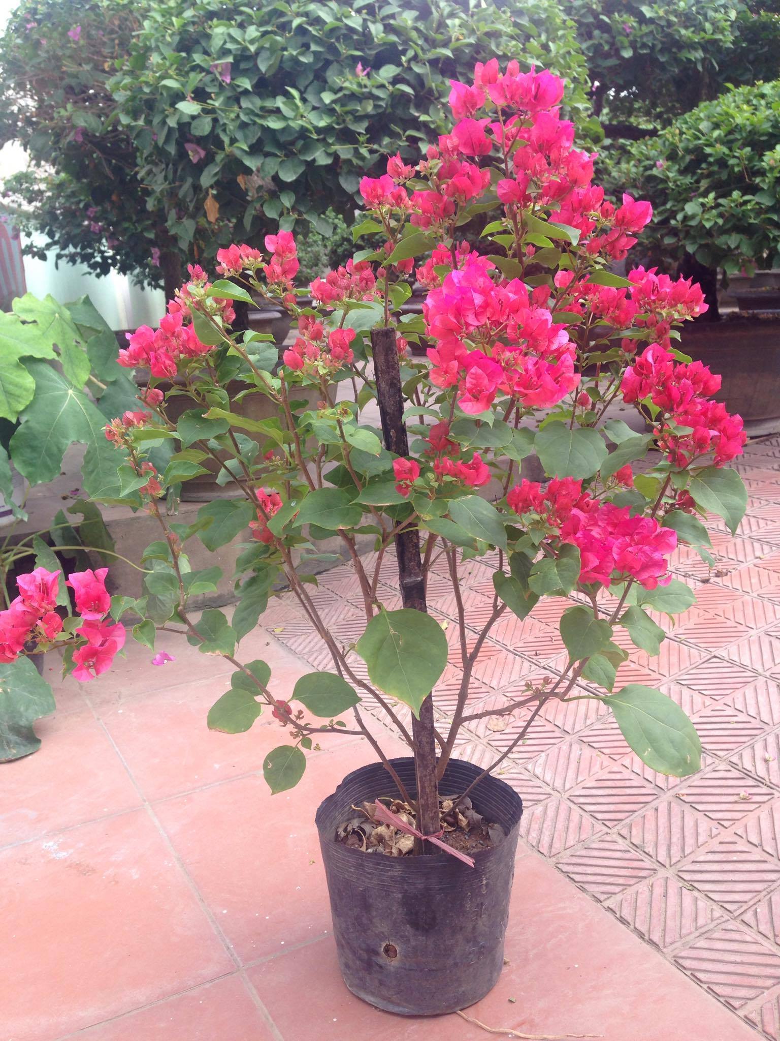 Vườn hoa giấy màu sắc