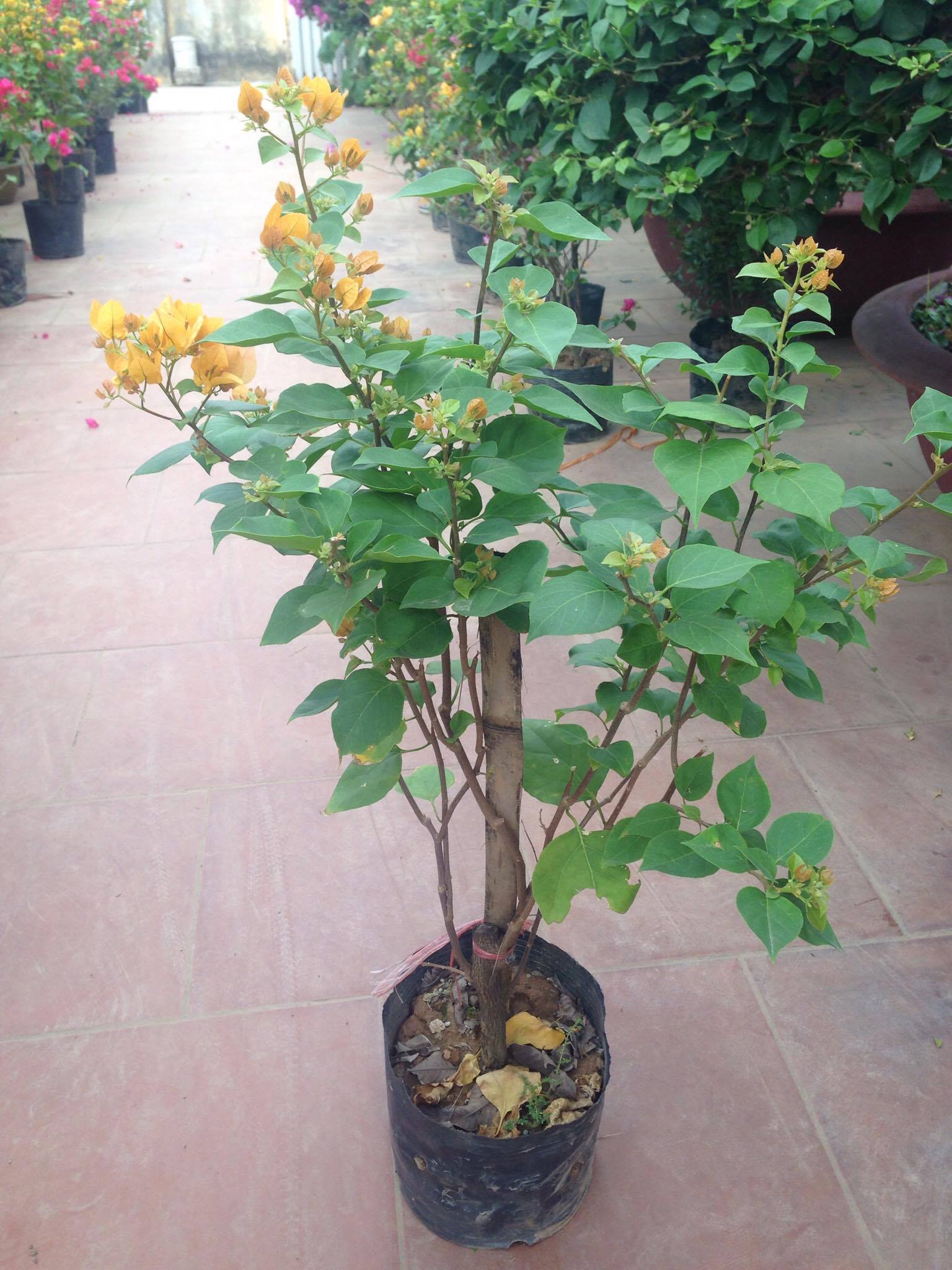 Cây trang trí noel đẹp