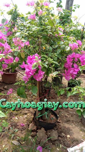 Chăm sóc cây hoa giấy