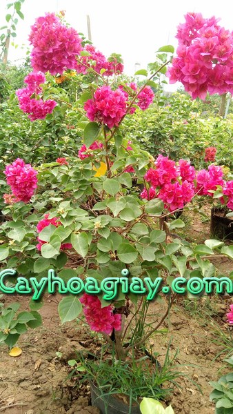 Chăm sóc cây hoa giấy ra hoa đúng Tết