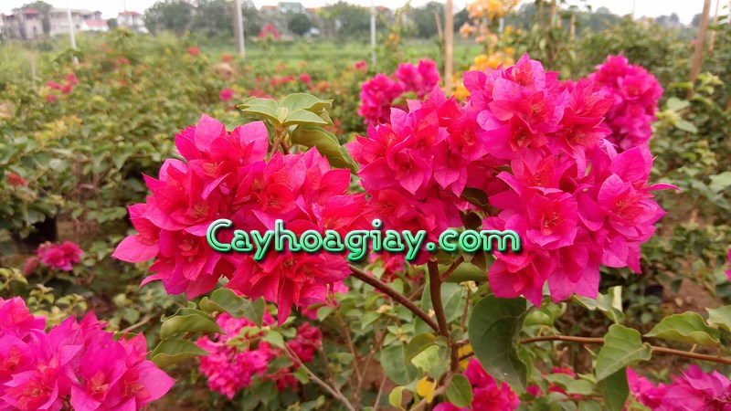 Cách chăm sóc cây hoa giấy