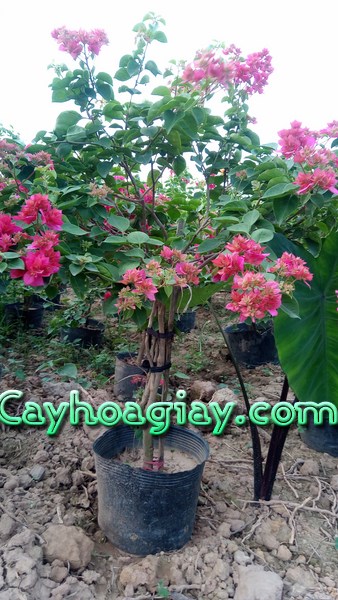 Cây hoa giấy nở rộ