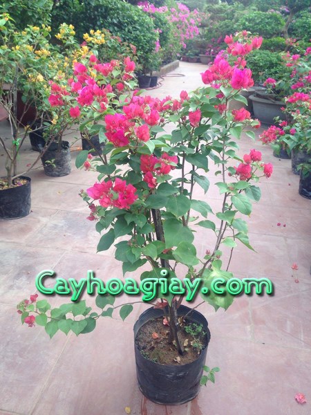 Chăm Sóc Hoa Giấy