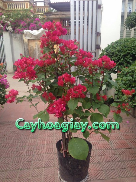 Che chắn và bảo vệ cây hoa giấy