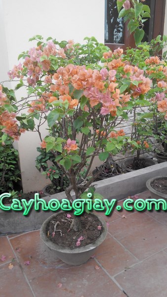 Cách Chăm Sóc Hoa Giấy