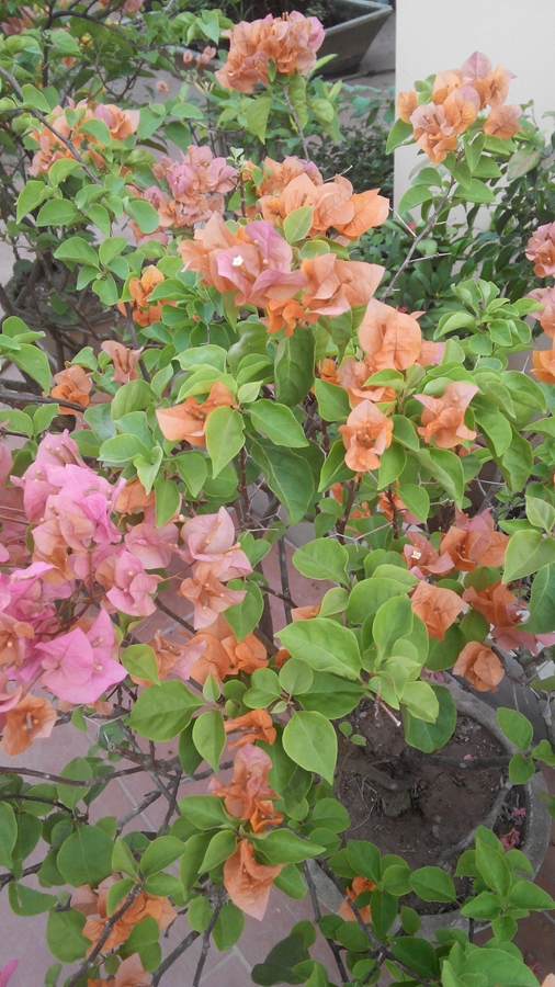 Tưới nước cho cây hoa giấy