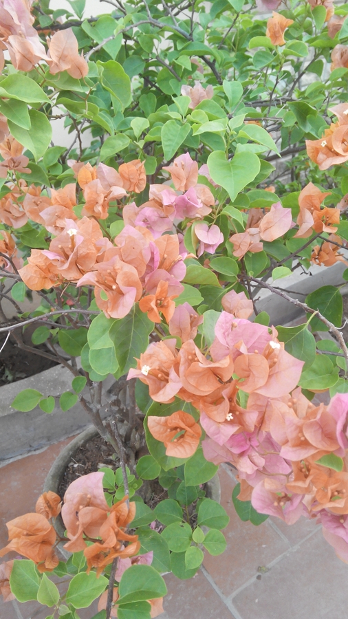 Cách chăm sóc hoa giấy nở hoa đẹp