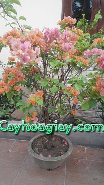 Chăm sóc hoa giấy nở hoa