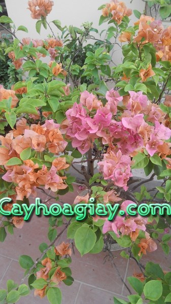 Cây thường xuân và cây hồng leo