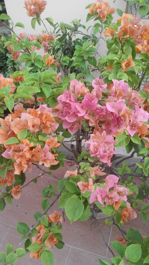 Một Mẫu Bonsai Hoa Giấy Đẹp