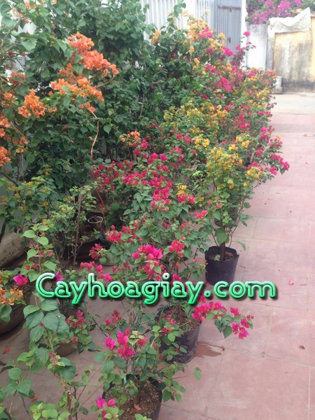 Chiết cành cây hoa giấy