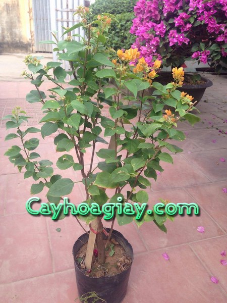 Chọn vị trí trồng hoa giấy