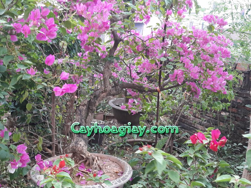 Chiết cành cây hoa giấy