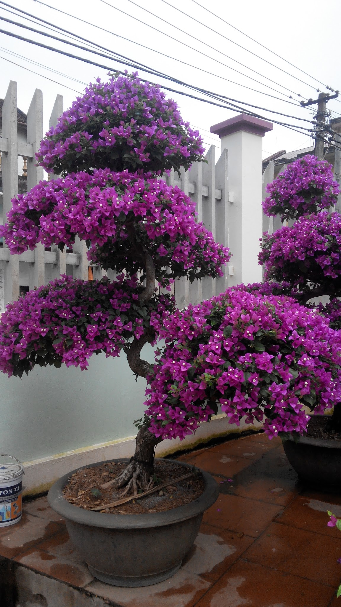 Hoa giấy trong thơ ca