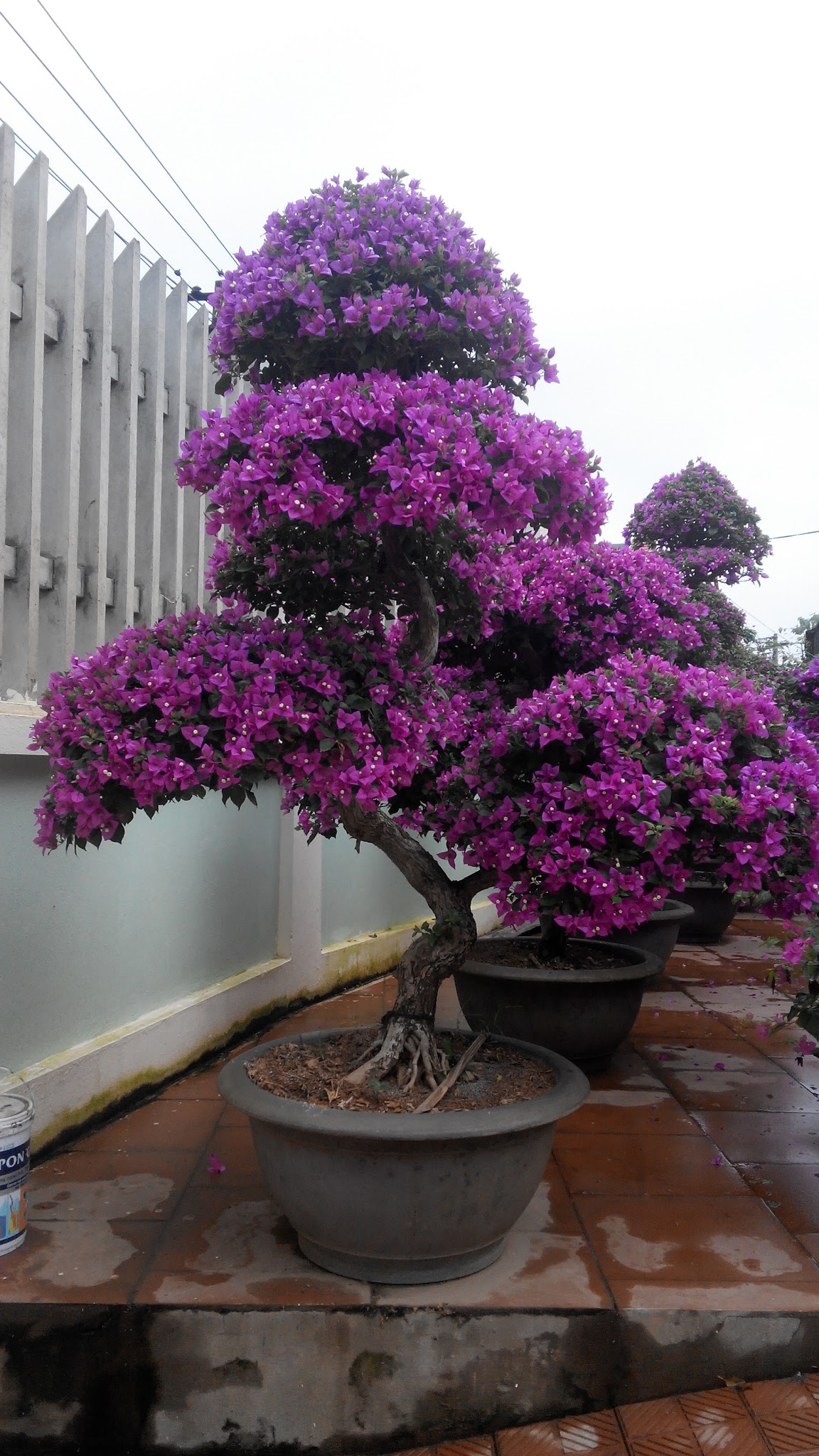 Chợ thư hoa tết Bình Thân 2016