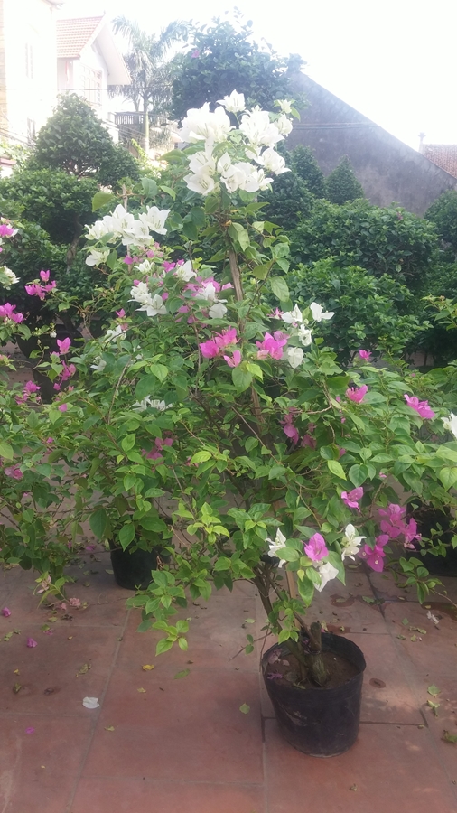 Hình ảnh cho thuê cây hoa giấy