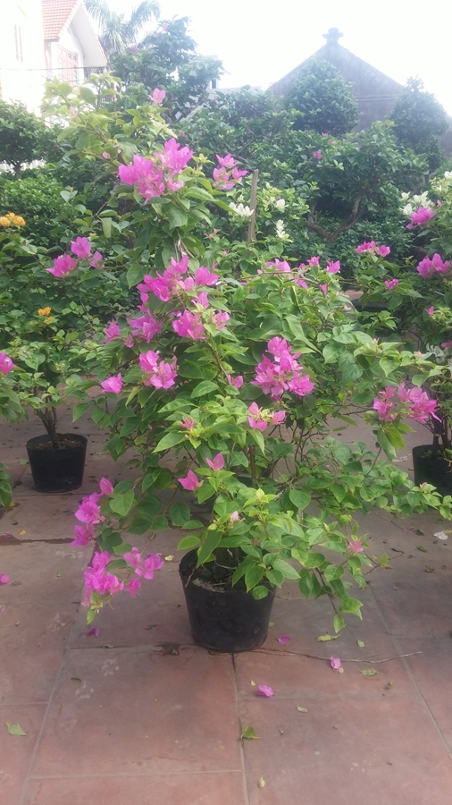 Cho thuê hoa giấy