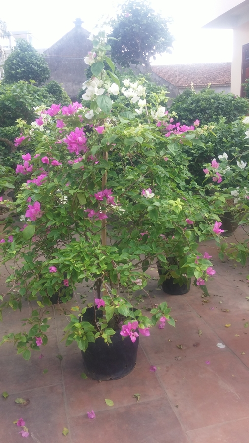 Các loại hoa giấy đặc biệt