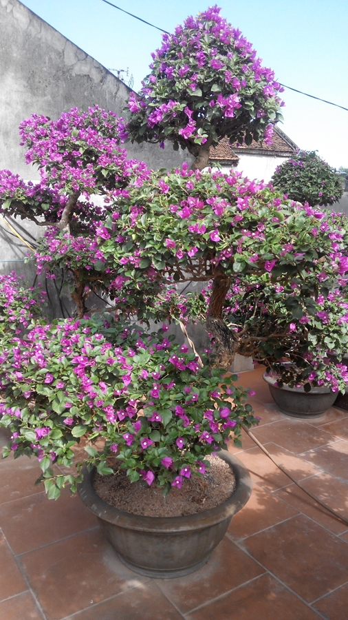 Hoa giấy trang trí Tết