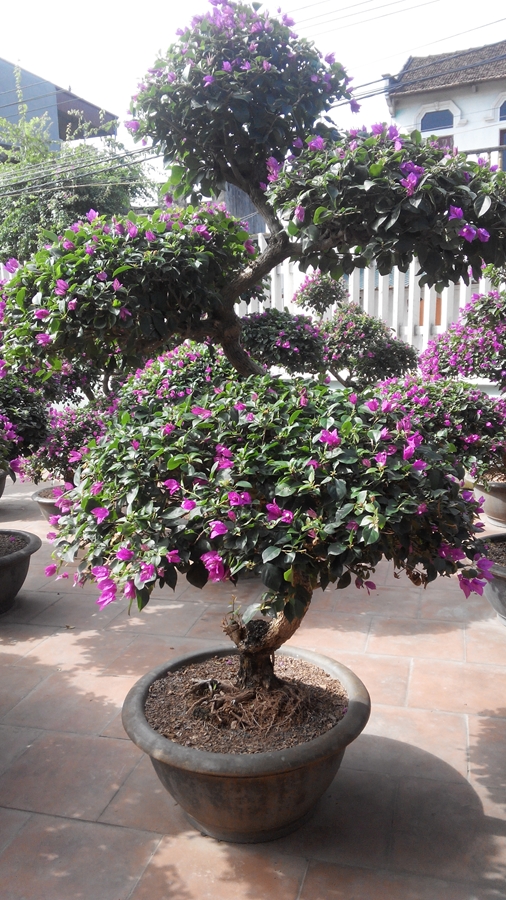 Chậu cây hoa giấy tươi đẹp