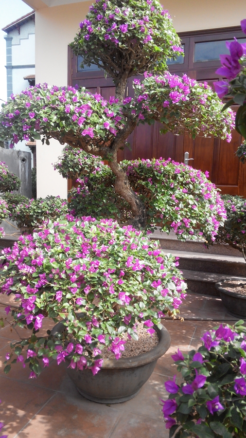 Hoa giấy trồng trang trí