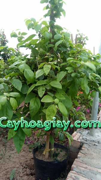 Đất trồng cây hoa giấy