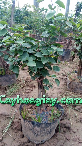 Đất trồng cây hoa giấy