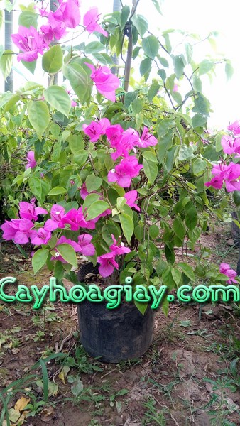 Chăm sóc hoa giấy