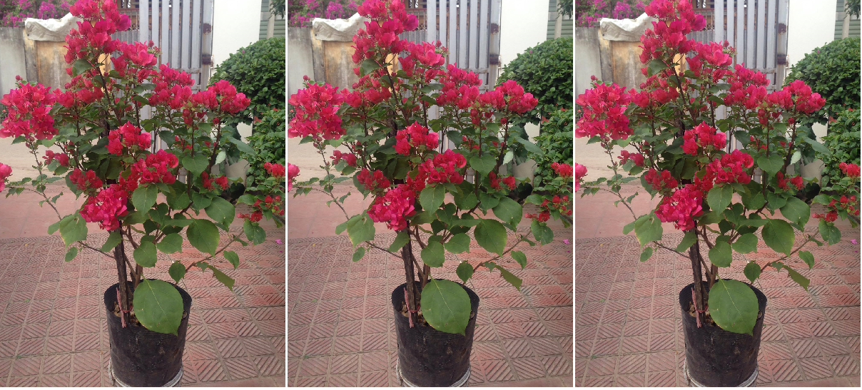 Độc đáo cây hoa giấy