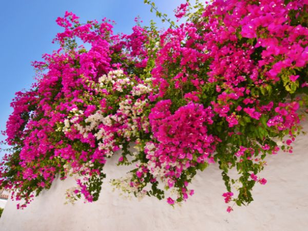 Phong thủy cây hoa giấy