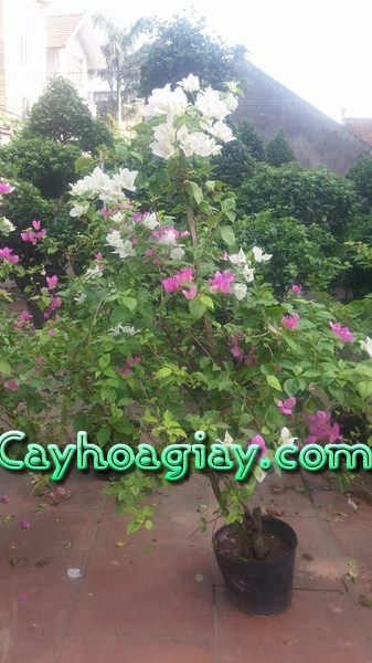 Ghép cành cây hoa giấy