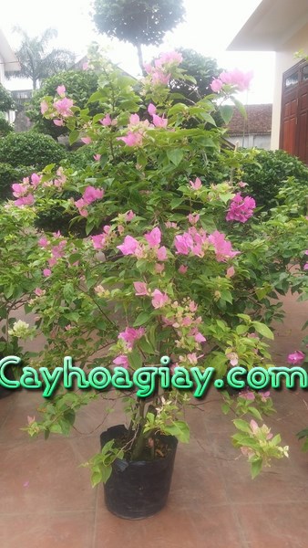 Ghép cành cây hoa giấy