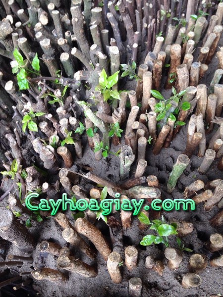 Cây vối và cây la hán tùng