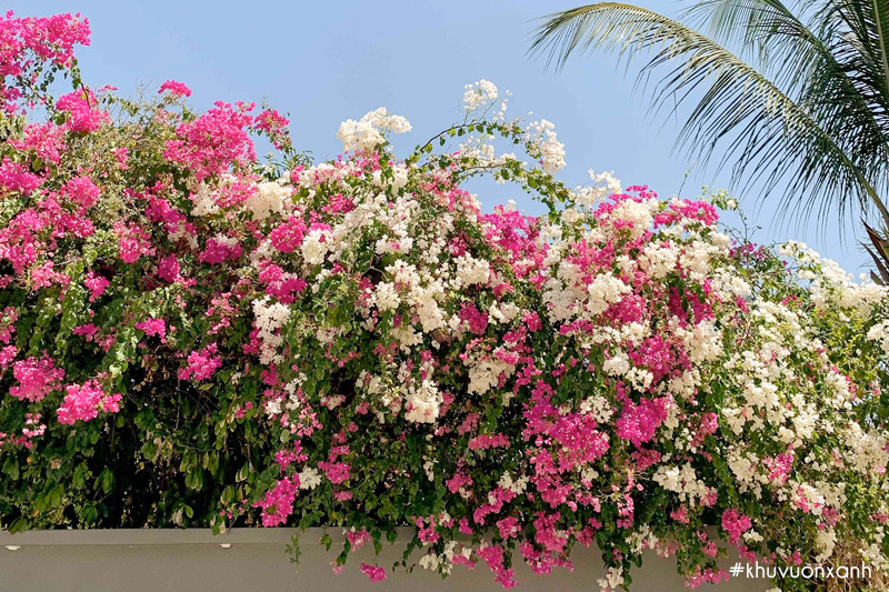 Giàn Hoa Giấy Nhiều Màu