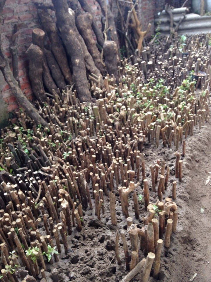 Giống cây hoa giấy