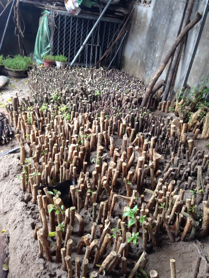 Hoa giấy leo cổng