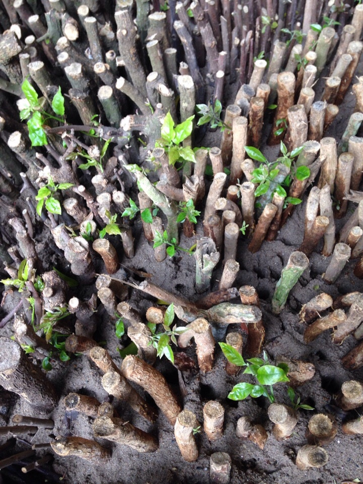 Giống Hoa Giấy Cẩm Thạch