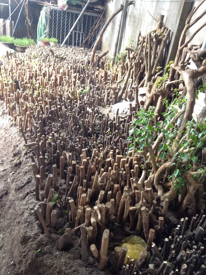 Giống cây hoa giấy