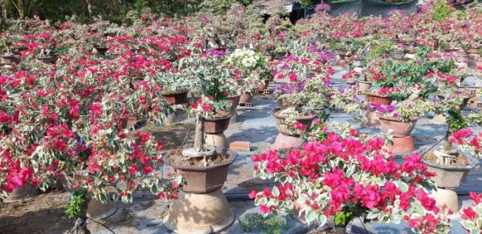 Giống cây hoa giấy cẩm thạch