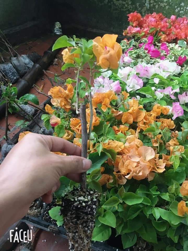 Cây hoa giấy màu tím