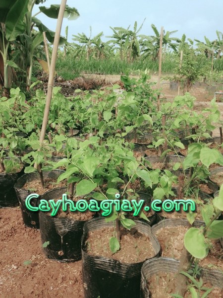 Giống cây hoa giấy mới