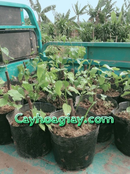 Cây Giống Hoa Giấy